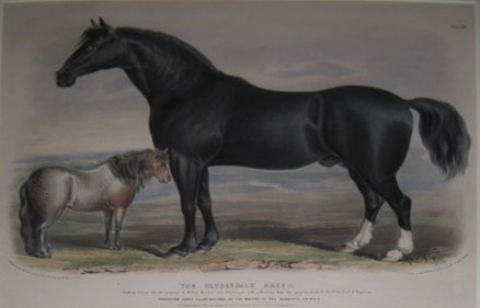 (NATURAL HISTORY). SHIELS & NICHOLSON. The Clysdale Breed…London Published April 1841, by Longman, Brown, Green & Longman [Low. ‘Breeds of the Domestic Animals’].